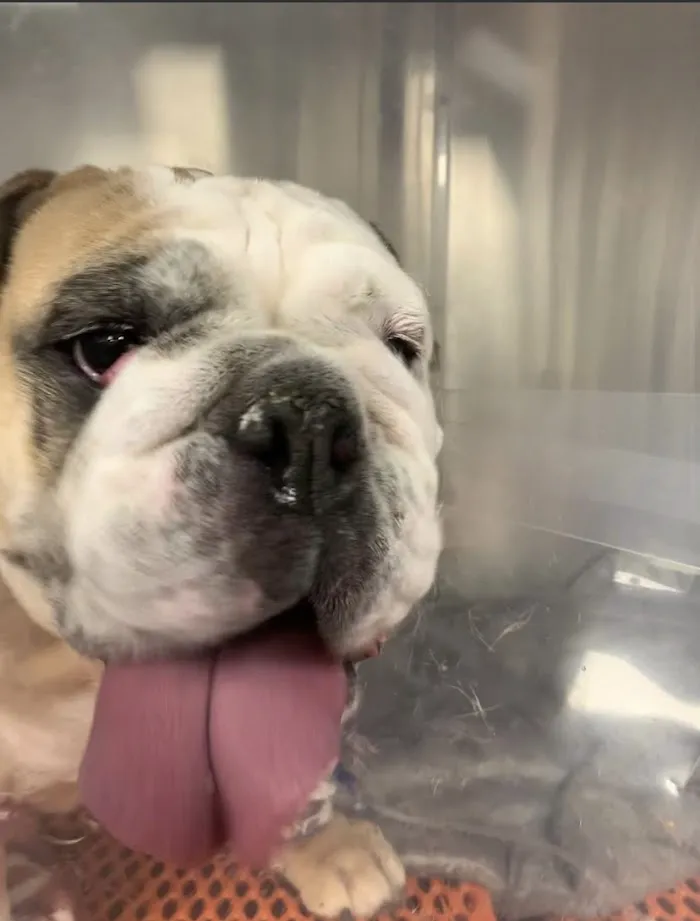 Animal Emergency Hospital DeLand 5