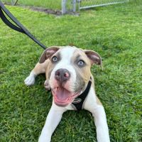 North Orange Animal Hospital ico