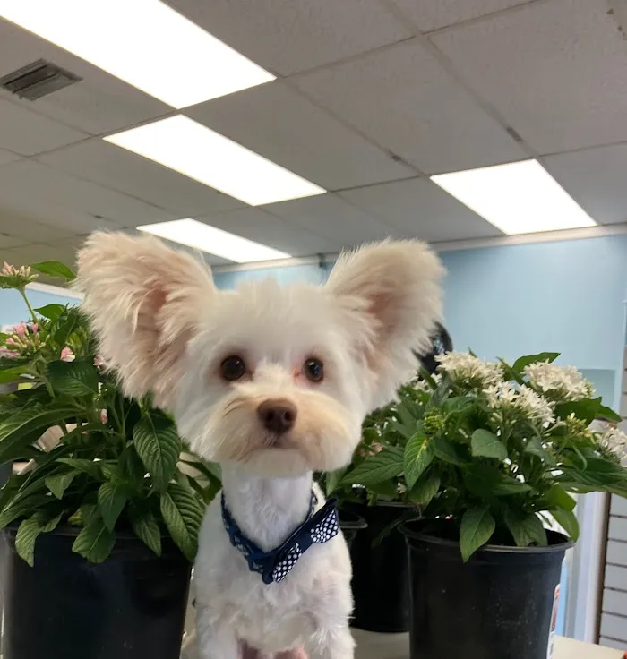 North Orange Animal Hospital 12