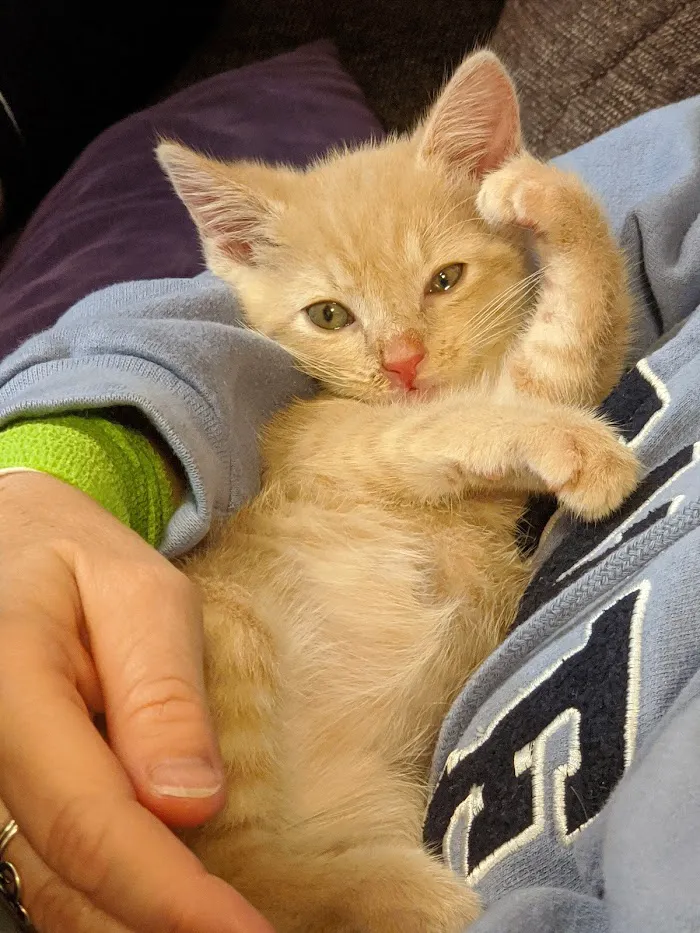 North Orange Animal Hospital 12