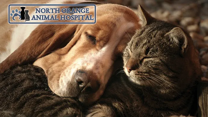 North Orange Animal Hospital 12