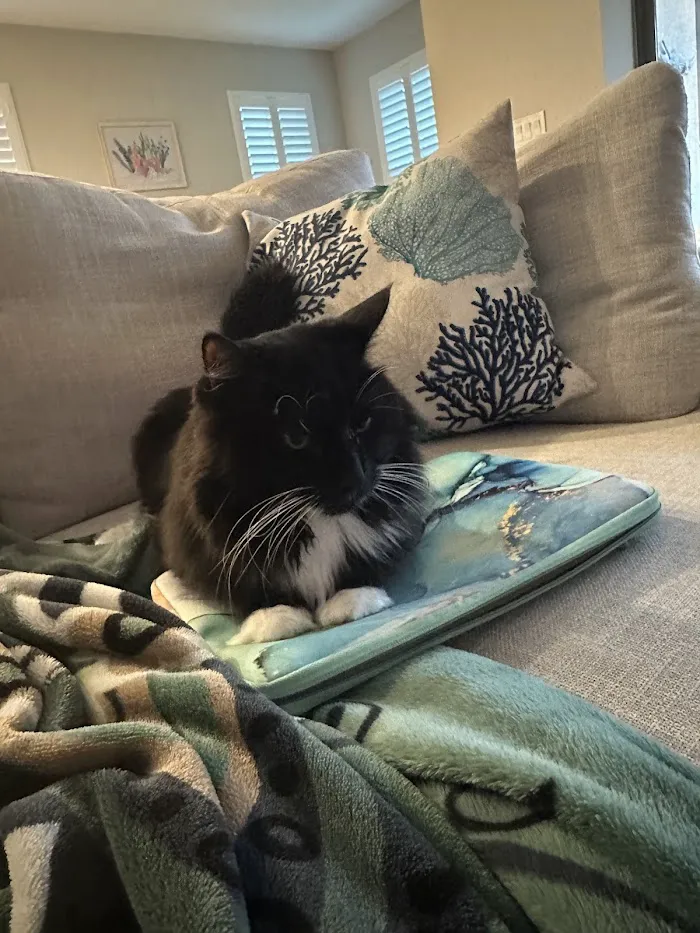 Paws Around Town Mobile Veterinary Hospital 12