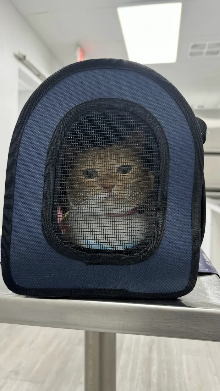 Universal Animal Clinic 12