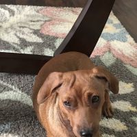 Powers Drive Animal Hospital ico