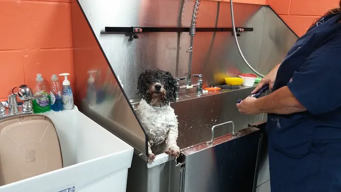 Silver Star Animal Hospital 12