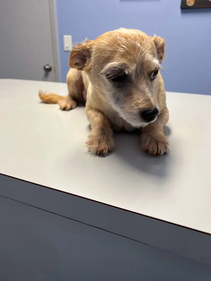 Silver Star Animal Hospital 12