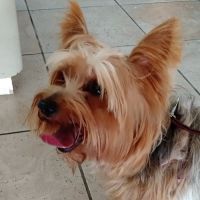 Pine Hills & West Colonial Pet Hospital ico
