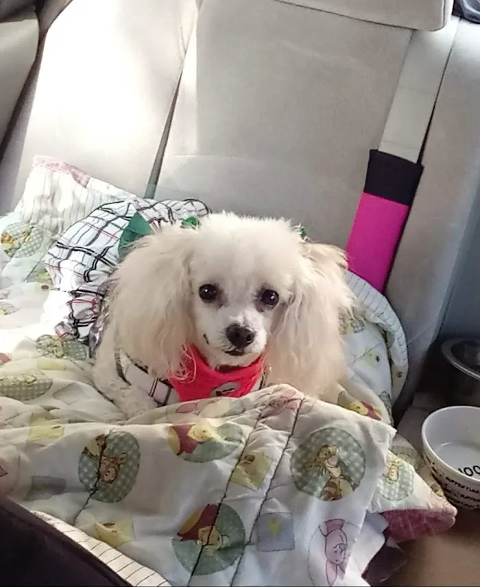 Pine Hills & West Colonial Pet Hospital 8