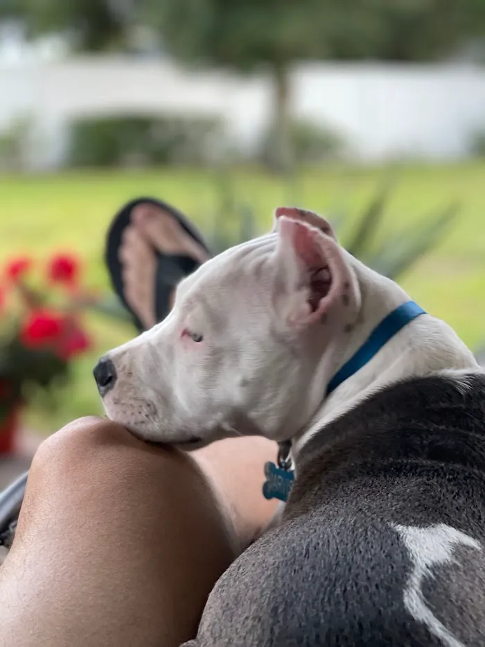 Pine Hills & West Colonial Pet Hospital 3