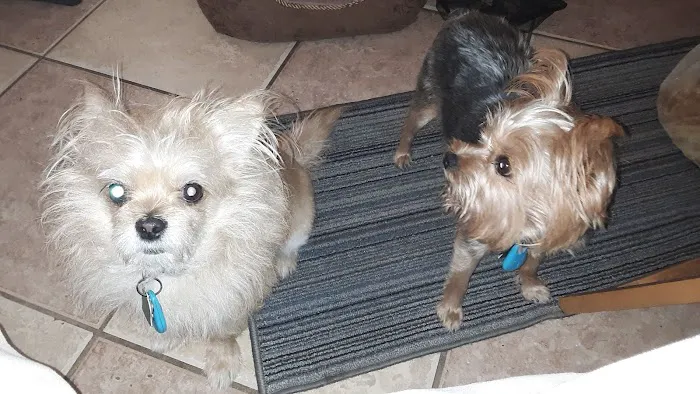 Pine Hills & West Colonial Pet Hospital 9