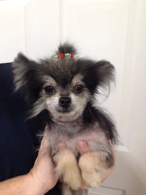 MetroWest Veterinary Clinic 12
