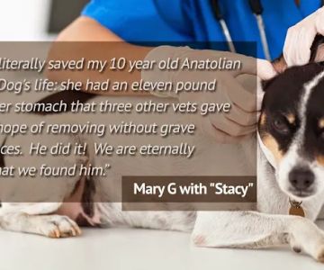 SurgeryVet