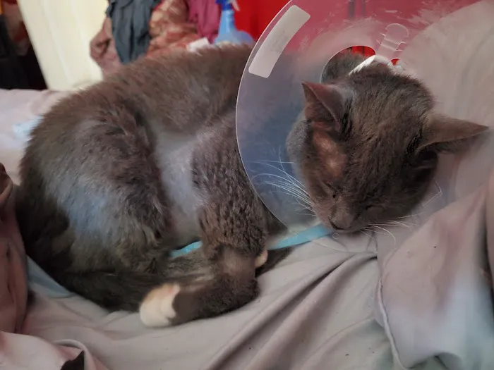 East Orlando Animal Hospital 1