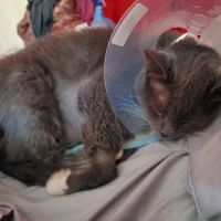 East Orlando Animal Hospital ico