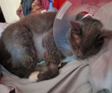 East Orlando Animal Hospital