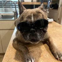 Animal Emergency Center ico