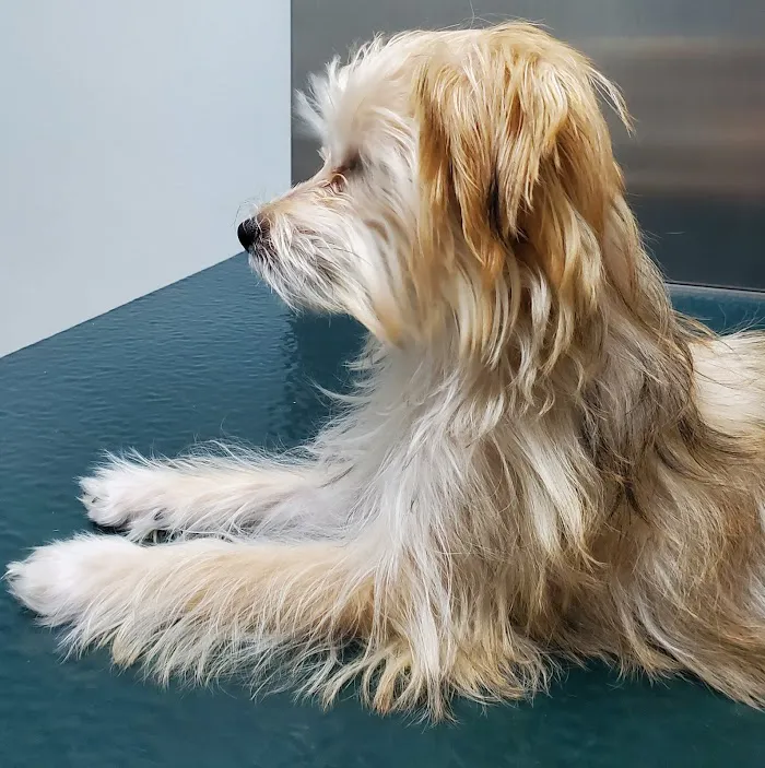 Econ River Animal Hospital 12