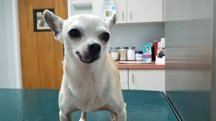 Econ River Animal Hospital 12