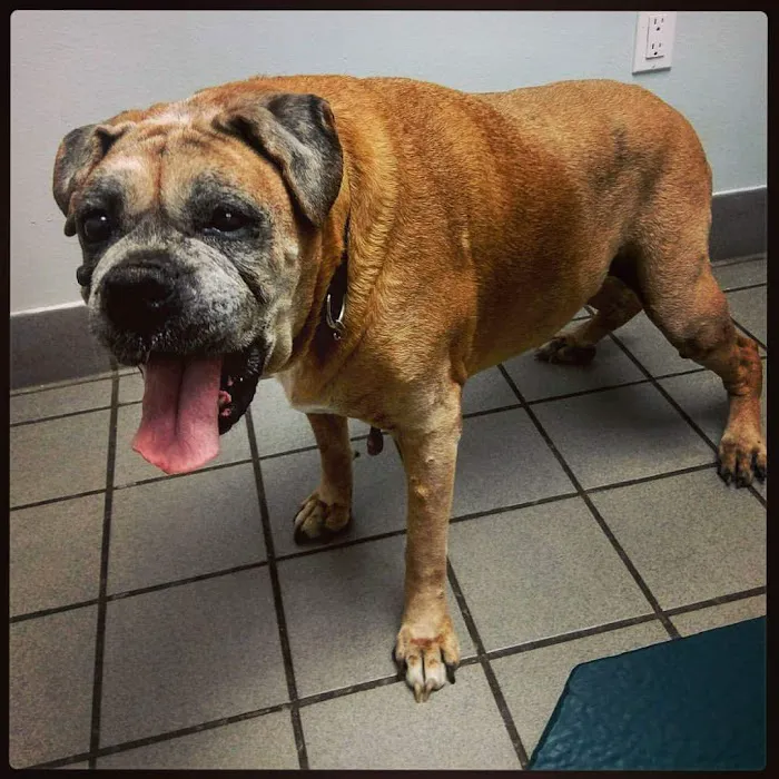 Econ River Animal Hospital 12