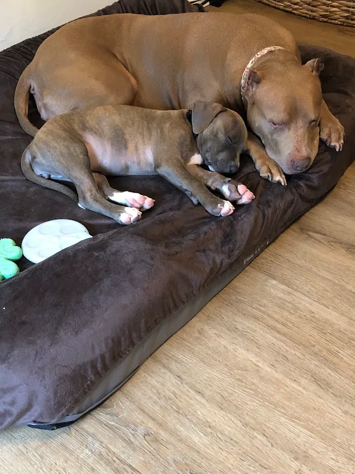 East Orange Animal Hospital 12