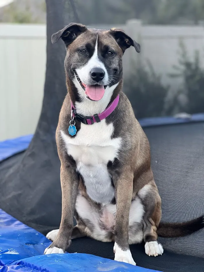East Orange Animal Hospital 12