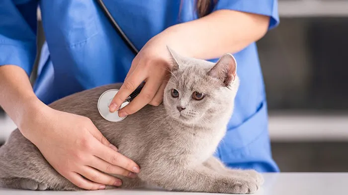 East Orange Animal Hospital 12