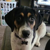Zdravkovic, Nenad, DVM (Dr. Z.) - Towne Center Animal Hospital ico