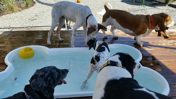 Pet Paradise Animal Hospital & Resort 12