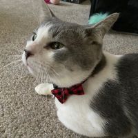 Pet Paradise Animal Hospital & Resort ico