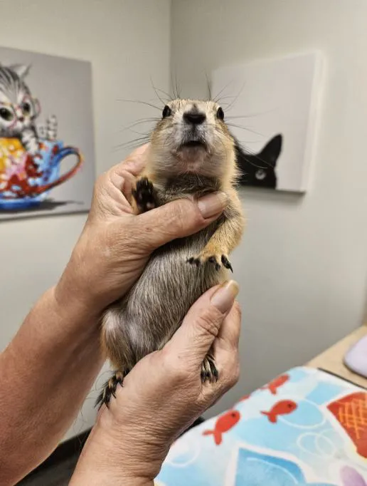 VCA Sheeler Road Animal Hospital 5