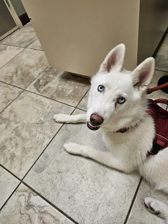 Pet Xpert Animal Clinic 12