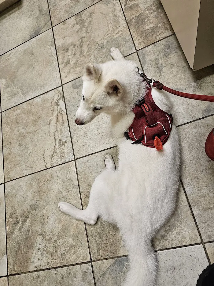 Pet Xpert Animal Clinic 12