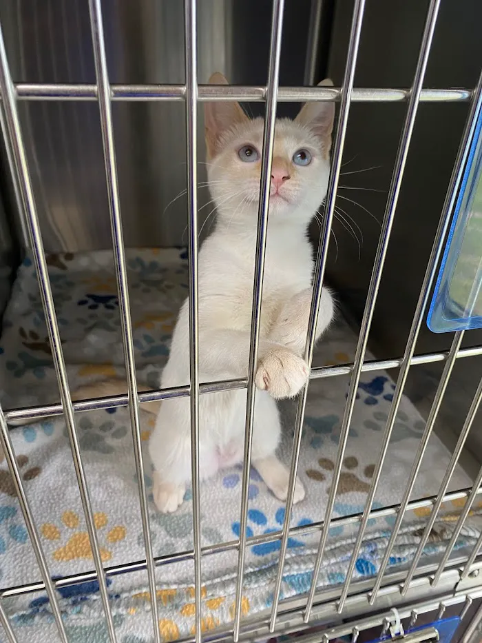 Spay N Save 5