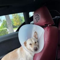 Spay N Save ico