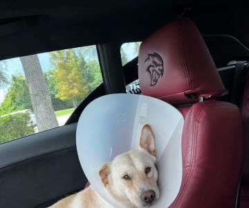 Spay N Save