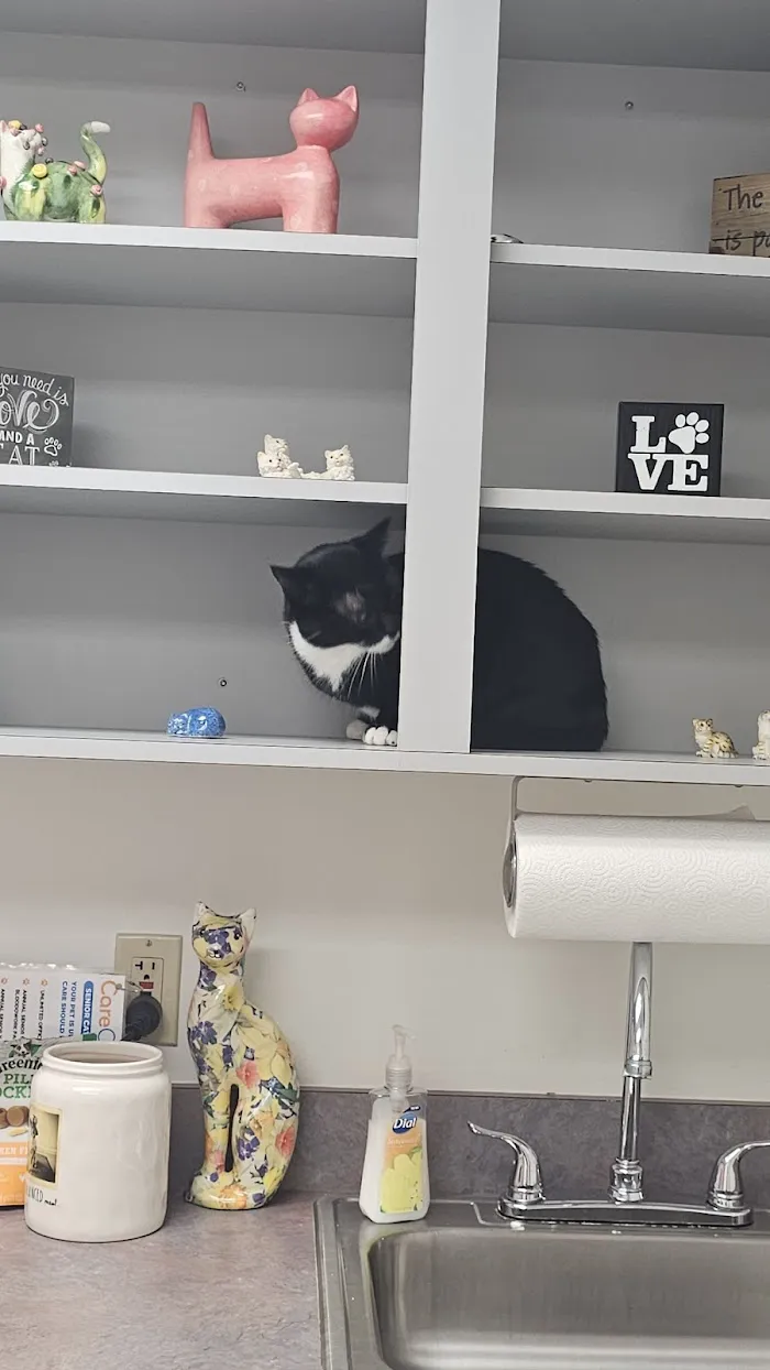 VCA Piedmont Animal Hospital 12
