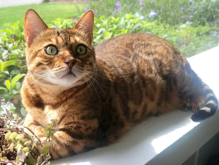 VCA Piedmont Animal Hospital 12