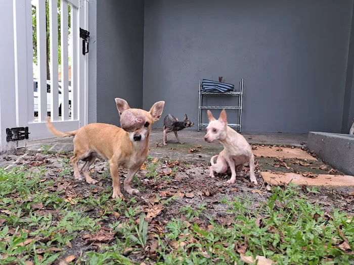 VCA Piedmont Animal Hospital 12