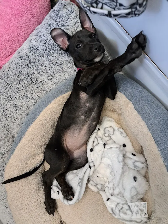 VCA Piedmont Animal Hospital 12
