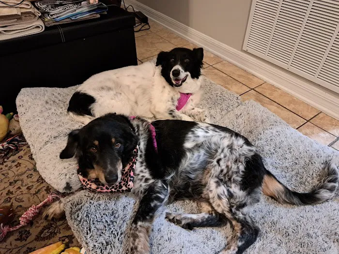 VCA Piedmont Animal Hospital 12