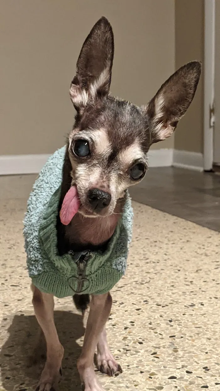 River Oaks Animal Hospital 5