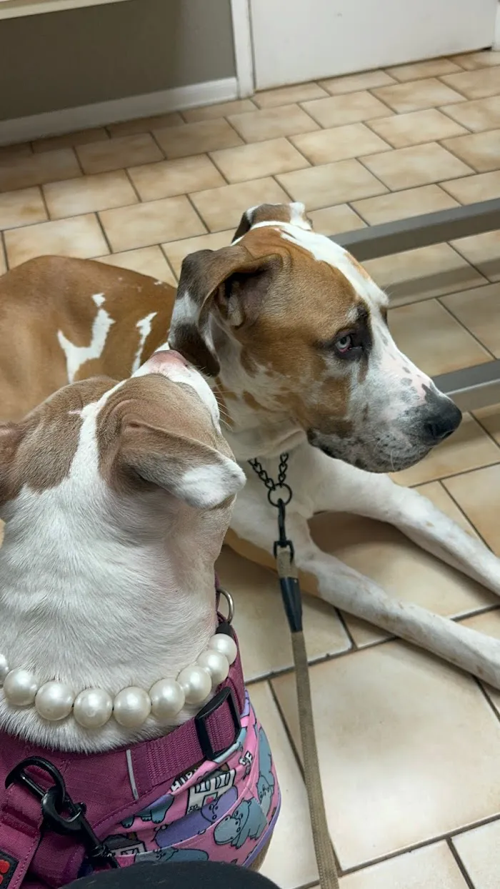 River Oaks Animal Hospital 9