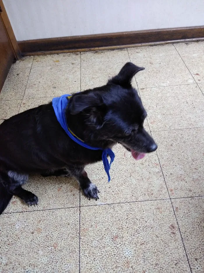 Rosemont Animal Clinic 12