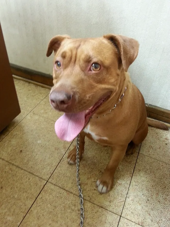 Rosemont Animal Clinic 12