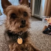 Rosemont Animal Clinic ico
