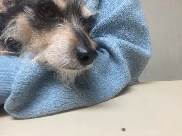 Rosemont Animal Clinic 12