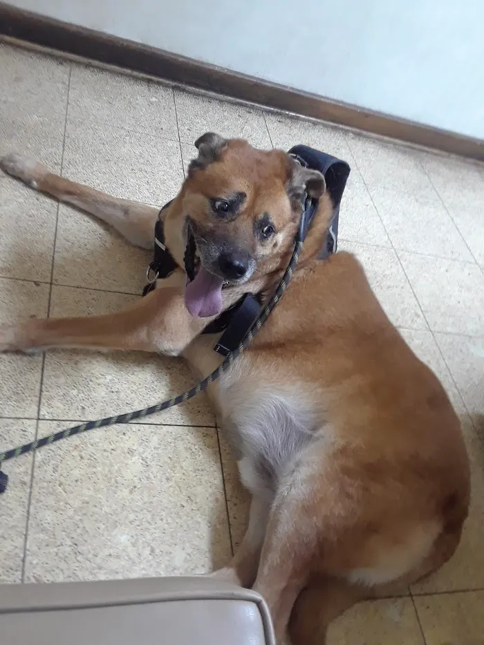 Rosemont Animal Clinic 12