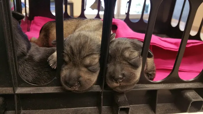 Towne Center Animal Hospital 12