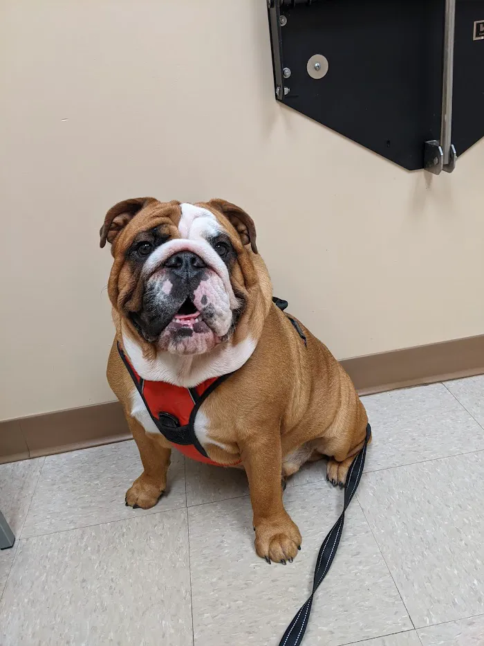 Towne Center Animal Hospital 12