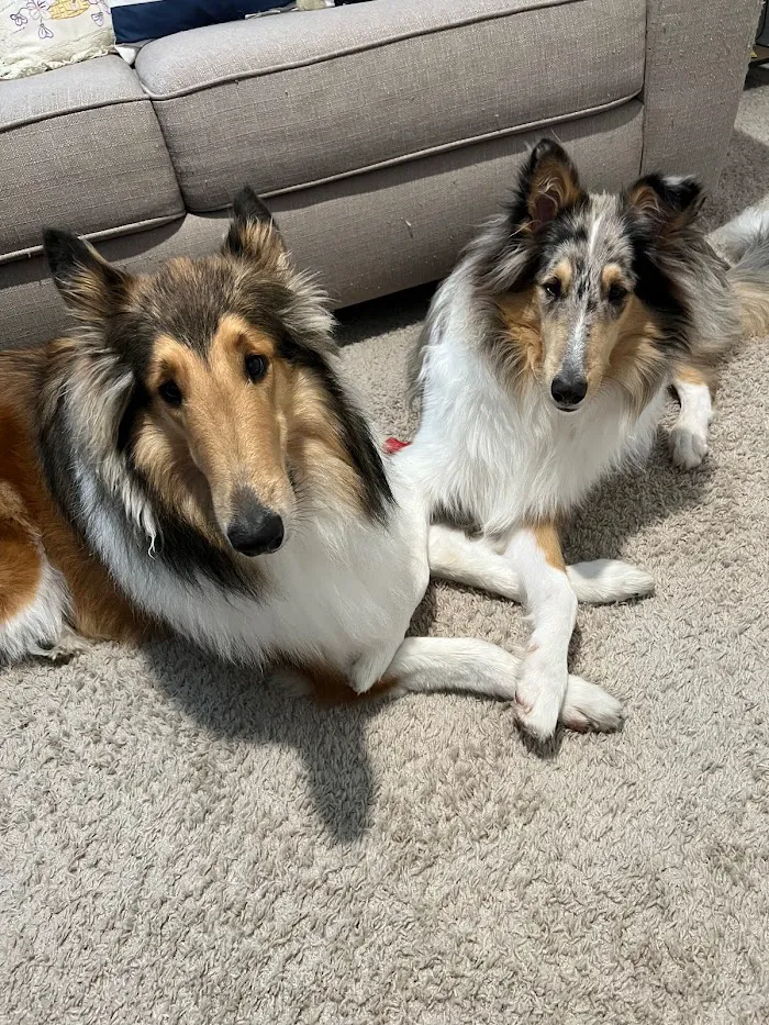 Towne Center Animal Hospital 12